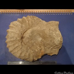 Calycocéras
