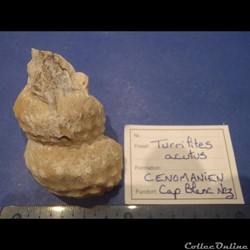 Turrilites acutus