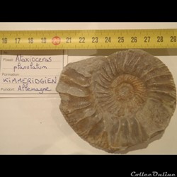 Ataxioceras planulatum