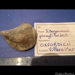 Isognomon promytliloides
