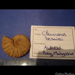 Cleoniceras besarei 10