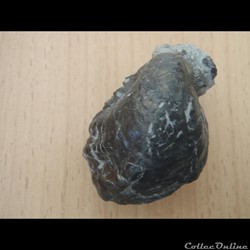Inoceramus subsulcatus