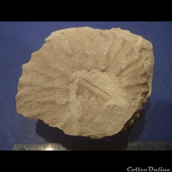 Mantelliceras mantelli
