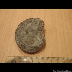 Ammonite indéterminée 7