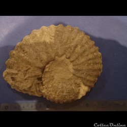 Mantelliceras mantelli