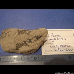 Isognomon promytliloides