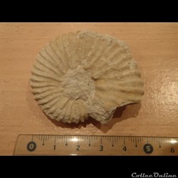 Mantelliceras mantelli