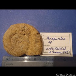 Perisphinctes sp.