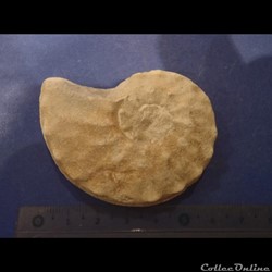 Schloenbachia varians