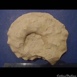 Schloenbachia varians