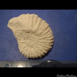 Mantelliceras mantelli