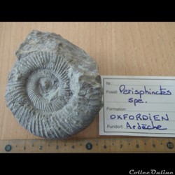 Perisphinctes sp.