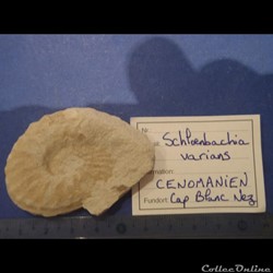 Schloenbachia varians