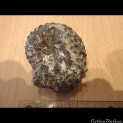 Ammonite indéterminée 4