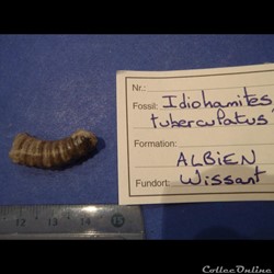 Idiohamites tuberculatus