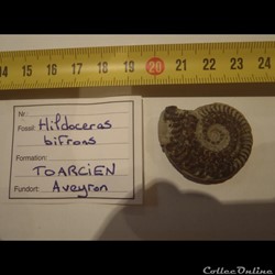 Hildoceras bifrons