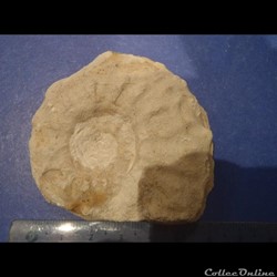 Schloenbachia varians
