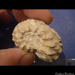 Schloenbachia varians