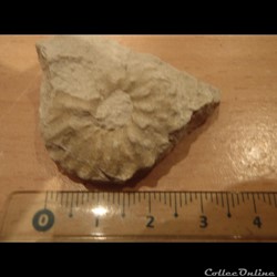 Schloenbachia varians