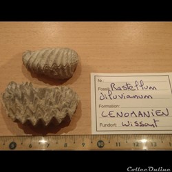 Rastellum diluvianum