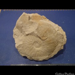 Schloenbachia varians