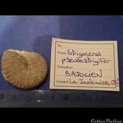 Strigoceras pseudostrigifer