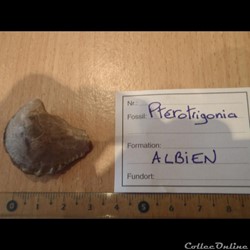 Ptérotrigonia