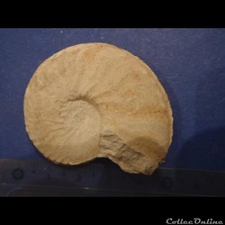 Schloenbachia varians