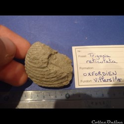 trigonia reticulata