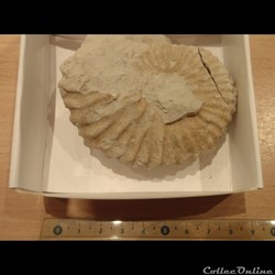 Mantelliceras mantelli
