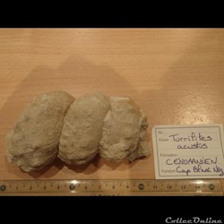 Turrilites acustus