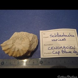 Schloenbachia varians