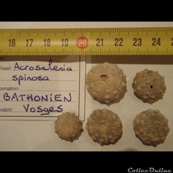 acrosalenia spinosa
