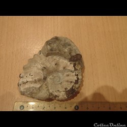 Ammonite indéterminée 9