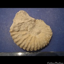 Mantelliceras mantelli