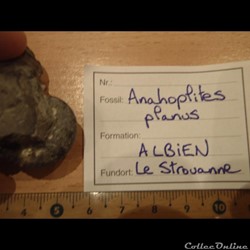 Anahoplites planus 4