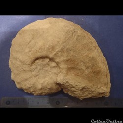 Schloenbachia varians
