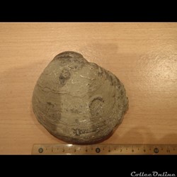 Gryphaea dilatata