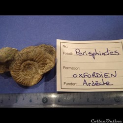 Perisphinctes sp.