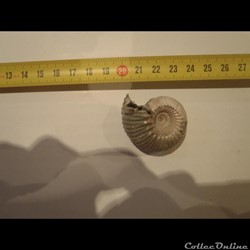 Cadoceras sp.