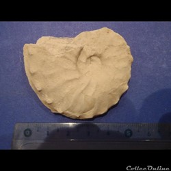 Schloenbachia varians