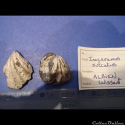 Inoceramus sulcatus 3