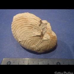Cymatoceras
