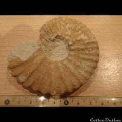 Mantelliceras mantelli