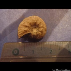 Ammonite indéterminée 12