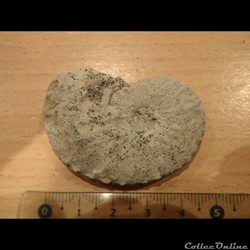 Schloenbachia varians