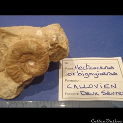 Hecticoceras orbignyiceras