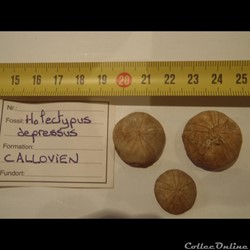 Holectypus depressus