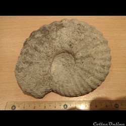 Mantelliceras mantelli