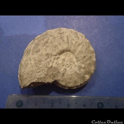 Schloenbachia varians